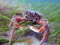 Seagrass spider crab